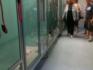 stray welcomed