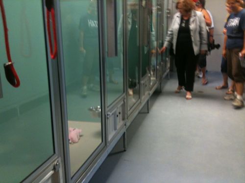 kennels at Stray Rescue