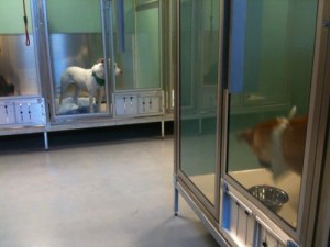 Kennels at Stray Rescue 