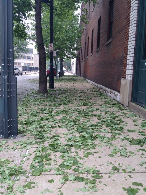 streettreesdamaged