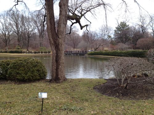 The Japanese Garden at the Missouri Botanical Garden
