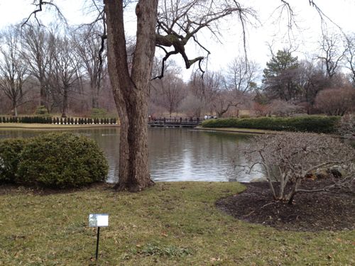 The Japanese Garden at the Missouri Botanical Garden 