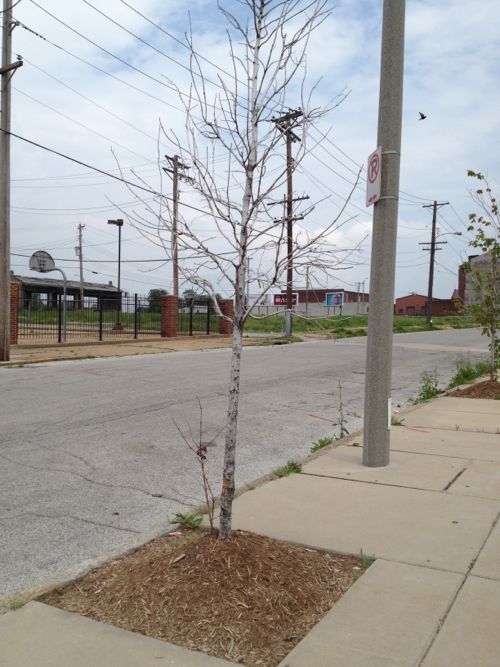 Nearly every tree around the property looks like this, completely dead. 