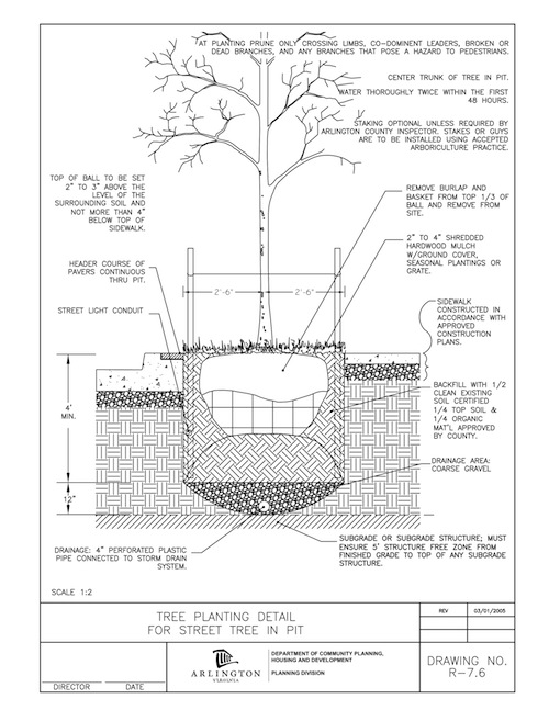 A properly planted tree will have the root ball up to 4" below the level of the sidewalk. Source: Arlington VA, click to view larger version.   