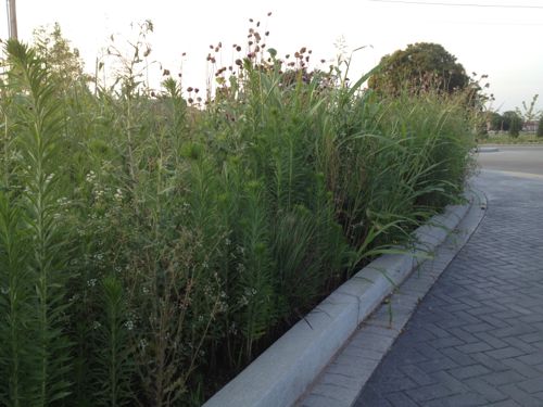 Very tall weeds have taken over some planting areas along Tucker. 