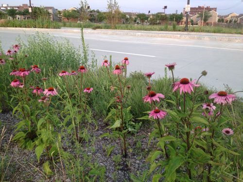 Purple Coneflower (Echinacea) is just one of many natives planted along Tucker.