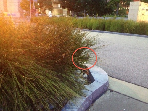 Walking through Citygarden the other night my boyfriend spotted a little bunny 