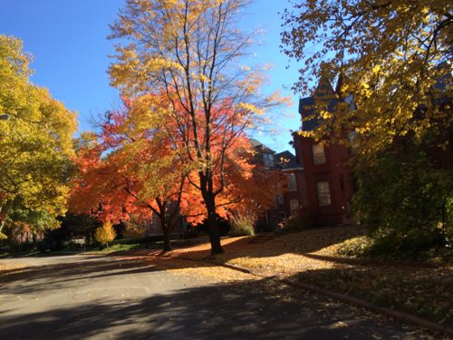 Beautiful fall colors on Hawthorne Blvd just before the house