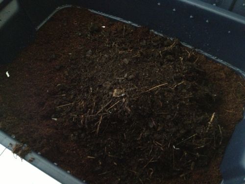 The worms we purchased came in the compost/castings they were used to.