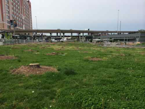 To prep for a new Civic Center bus transfer facility, all the trees were cut down