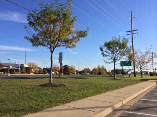 The other side of the same stop shows the grass that must be crossed to/from the stop. A sidewalk exists at this spot but not all stops have a sidewalk nearby. 