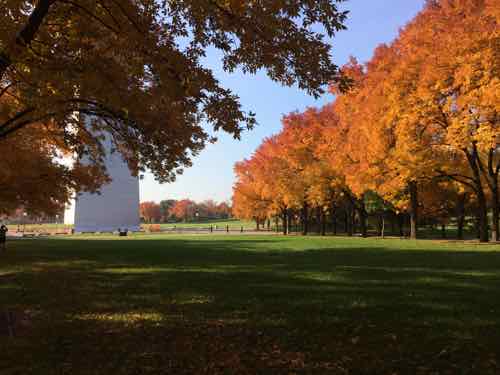 The ash trees will be cut down to be replaced, the grounds are expected to be complete by May 2016