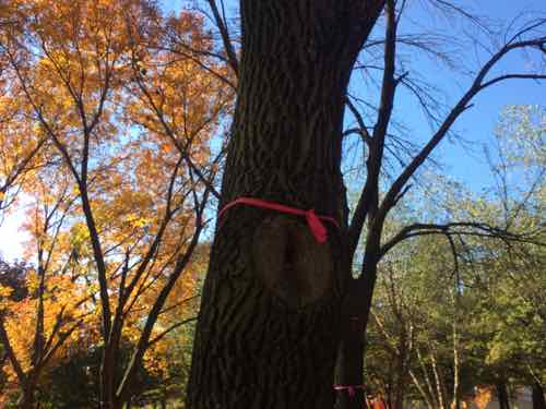 Trees to the south have already been tagged for removal. 