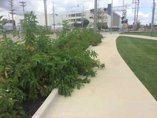 Heading North on the Boyle sidewalk these plants in the rain garden are already reducing the sidewalk width. This is the only plant choice I didn't like. 