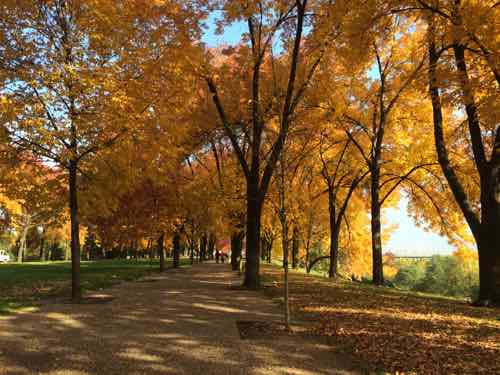 Max & Nora walk through the Arch grounds' allée of ash trees during the Fall