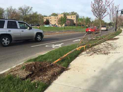 Just after the bus stop I saw where a street tree had been run over, did someone try to pass in the bus area?