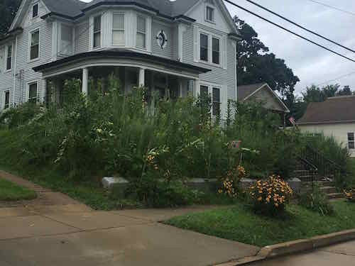 The controversial butterfly garden on Cambridge Ave on August 13th