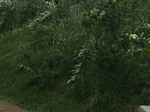 There's no physical barrier between the neighbors lawn and her garden. This makes it impossible to keep the grass out.